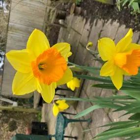 Red Devon Daffodil (Narcissus Red Devon) Img 4